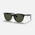 RAY-BAN RB2185 WAYFARER II CLASSIC - TORTOISE - Zameel Optical